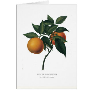 Seville Orange