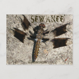 Sewanee Dragonfly - OlioStudios.com Postcard