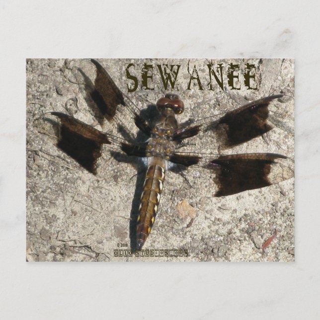 Sewanee Dragonfly - OlioStudios.com Postcard (Front)