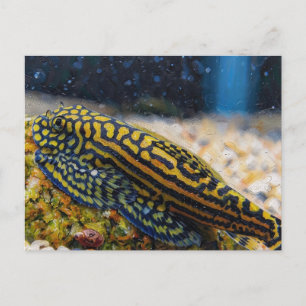 Sewellia lineolata hillstream loach postcard