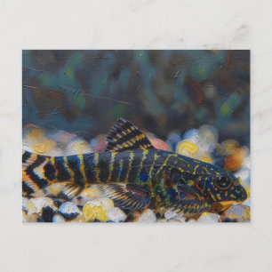 Sewellia spotted juvenile hillstream loach postcard
