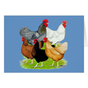 Sex-linked Chickens Quintet