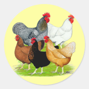 Sex-linked Chickens Quintet Classic Round Sticker