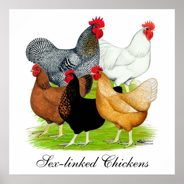 Sex-linked Chickens Quintet Poster (Front)