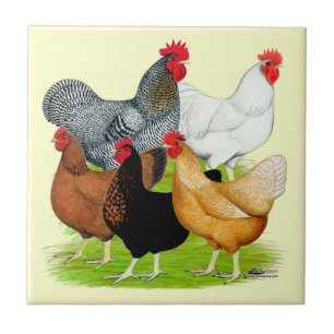 Sex-linked Chickens Quintet Tile
