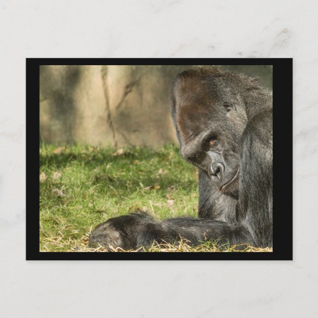 Sexy Silverback Gorilla Postcard (Front)