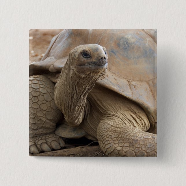 Seychelle Aldabran land tortoise 15 Cm Square Badge (Front)