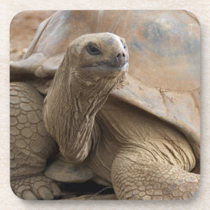 Seychelle Aldabran land tortoise Coaster