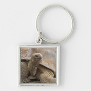 Seychelle Aldabran land tortoise Key Ring