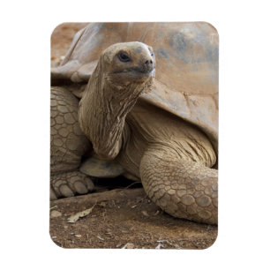 Seychelle Aldabran land tortoise Magnet