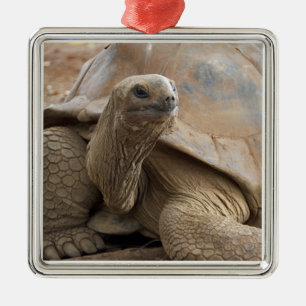 Seychelle Aldabran land tortoise Metal Tree Decoration