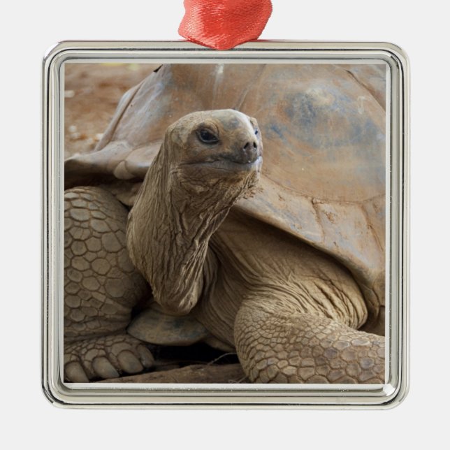 Seychelle Aldabran land tortoise Metal Tree Decoration (Front)