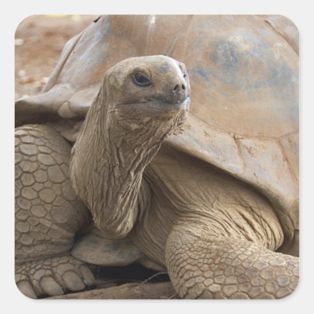 Seychelle Aldabran land tortoise Square Sticker (Front)