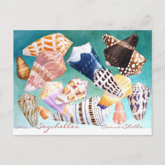 Seychelles Conus Shells Postcard