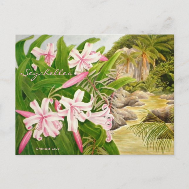 Seychelles Lily Postcard (Front)