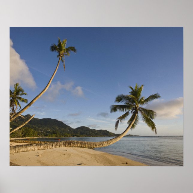 Seychelles, Mahe Island, horizontal palm, Poster (Front)