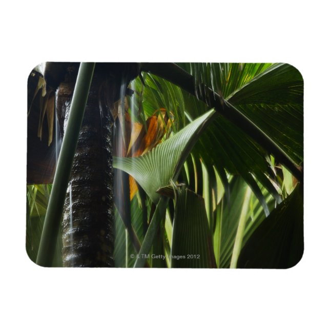 Seychelles, Praslin, Vallee de Mai, Heavy Rain Magnet (Horizontal)