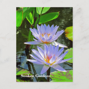 SG Pair of BLUE water lilies #101  00101 Postcard