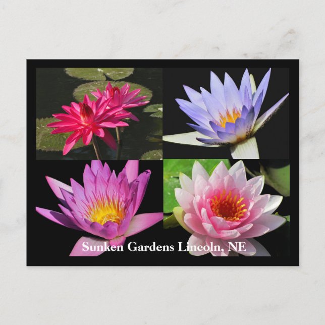 SG Waterlily Collage Postcard #6Nw  600 (Front)