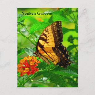 SG Yellow Swallowtail Postcard #245N  0245