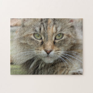 Sgolis Photo Feral Cat Portrait Difficult Jigsaw Puzzle
