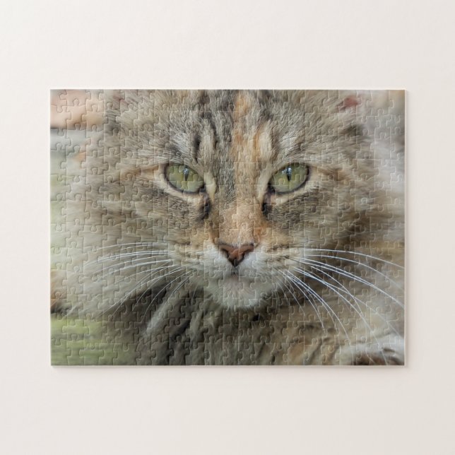 Sgolis Photo Feral Cat Portrait Difficult Jigsaw Puzzle (Horizontal)