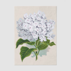 Shabby Chic Fresh White Flowers with Pink Hearts Tissue Paper