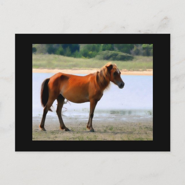 Shackleford Banks Horse Postcard (Front)
