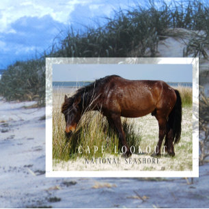 Shackleford Banks Wild Horse, Cape Lookout, NC Postcard