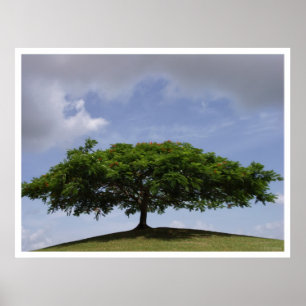 shade poster
