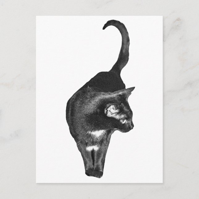 Shaded Feline Cheers Postcard (Front)