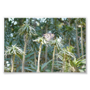 Shaded Spectator Photo Print