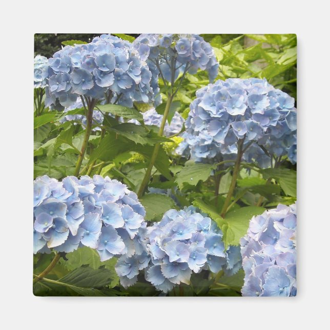 Shades of Blue Hydrangeas Magnet (Front)
