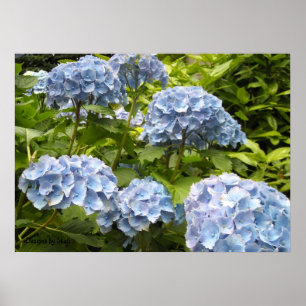 Shades of Blue Hydrangeas Poster