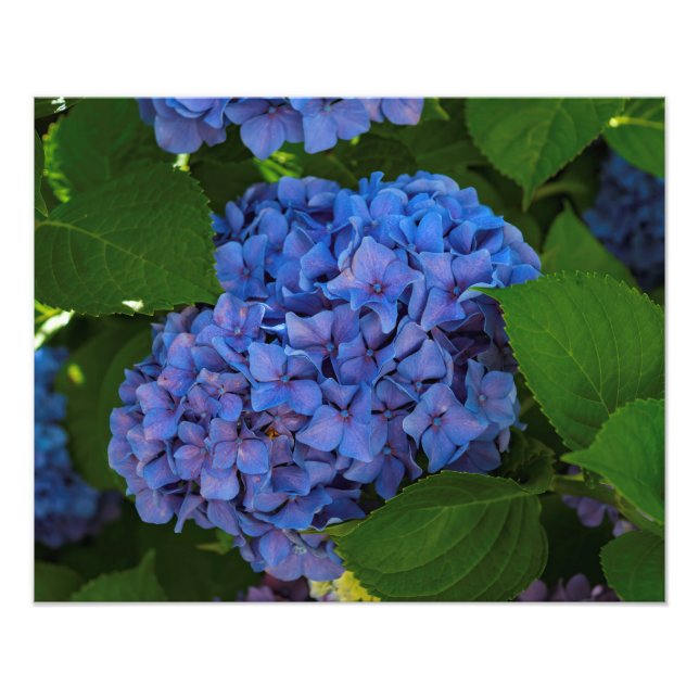 Shades Of Blue - The Blue Hydrangea Photo Print (Front)