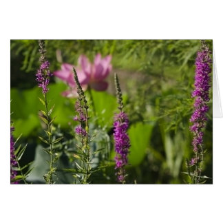 Shades of Pink and Purple