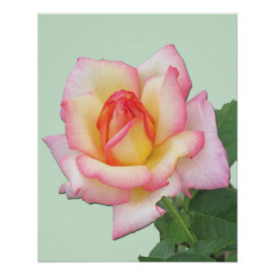 Shades of Pink Hybrid Tea Rose Peace Rose    Poster