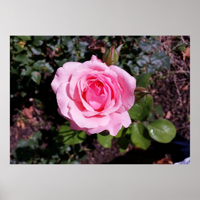 shades of pink poster (Front)