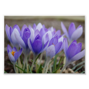 Shades of Purple 7x5 Photographic Print