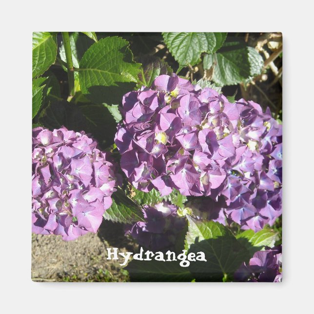 Shades of Purple Hydrangea Magnet (Front)