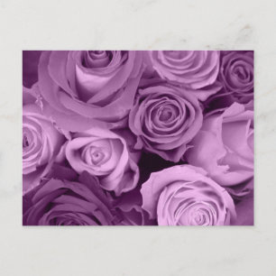 Shades of Purple Roses Postcard