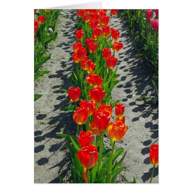 Shadow and I (Front)