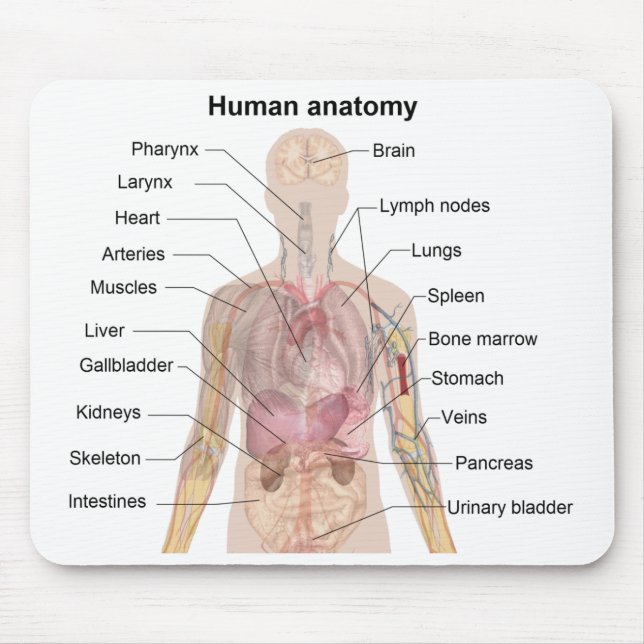 Shadow Diagram of the Human Anatomy Mouse Mat (Front)