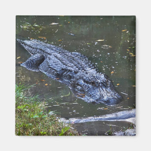 Shadow in the Shallows Magnet