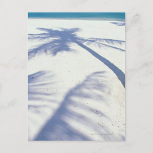 Shadow of Palm Tree 2 Postcard