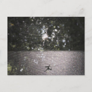 Shadow of the Orb Weaver - Spider Photo Postcard