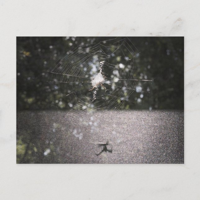 Shadow of the Orb Weaver - Spider Photo Postcard (Front)