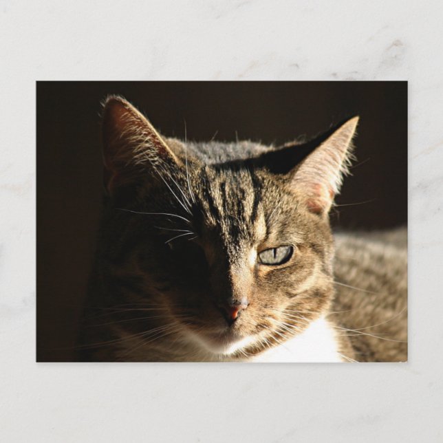 Shadowed kitty postcard (Front)