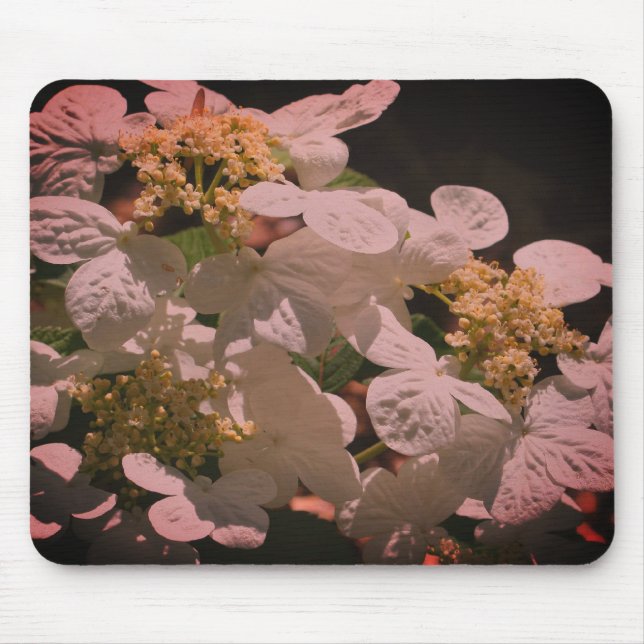 Shadows And Light Lacecap Hydrangea Flower Mouse Mat (Front)