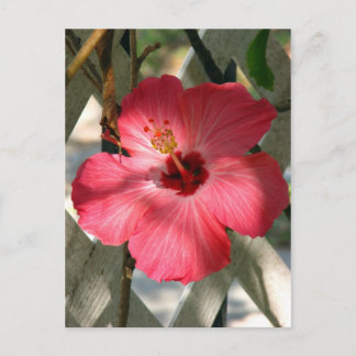 Shadows and light postcard